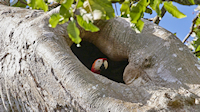 Scarlet macaw in nest - Térraba-Sierpe mangrove forest park (near Drakes Bay, Osa Peninsula)